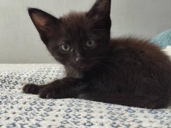 Отдаю котенка