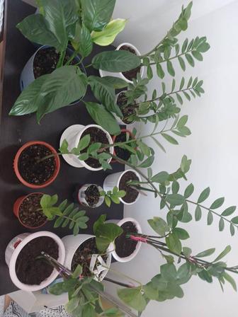 Продам цветы комнатные