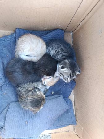 Котята