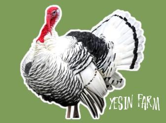 Инкубационные яйца северо кавказских индюков для быстрого роста