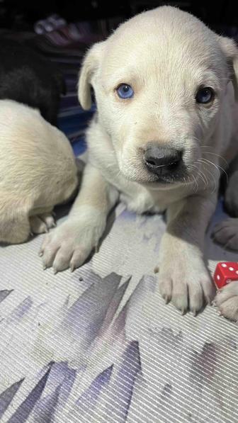 Щенки в добрые руки