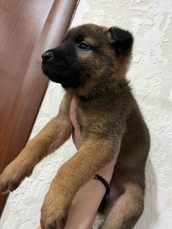 Щенок мальчик бельгийская овчарка