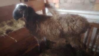 Продам барана Кошкар Токты