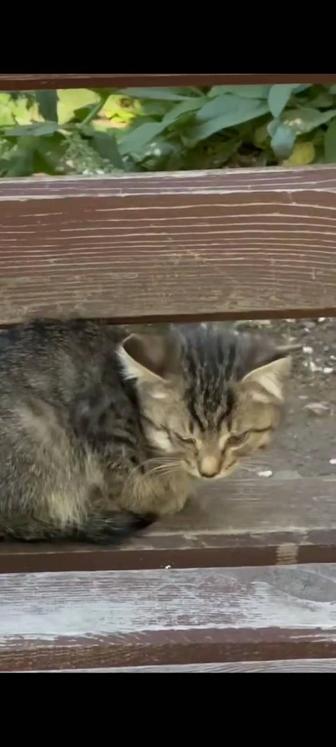 Спасите котят