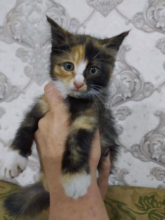Отдам котят в добрые руки ,очень милые котята