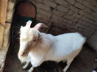 Продается породистый козел