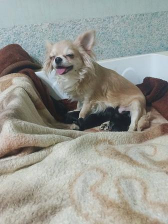 Мальчики чихуахуа