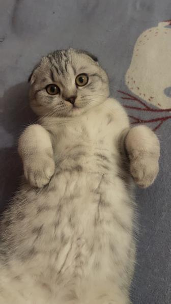 Продам кота шотландского вислоухого