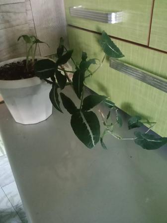 Продам сингониум бархатный