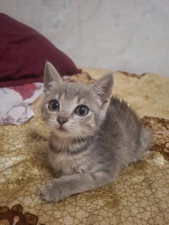 Отдам котенка бесплатно в добрые хорошие руки