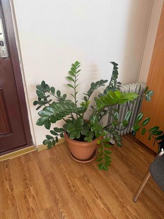 Продам замиокулькас