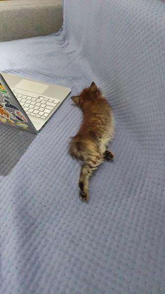 Отдам котенка