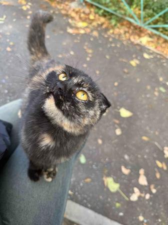 Самая ласковая кошка