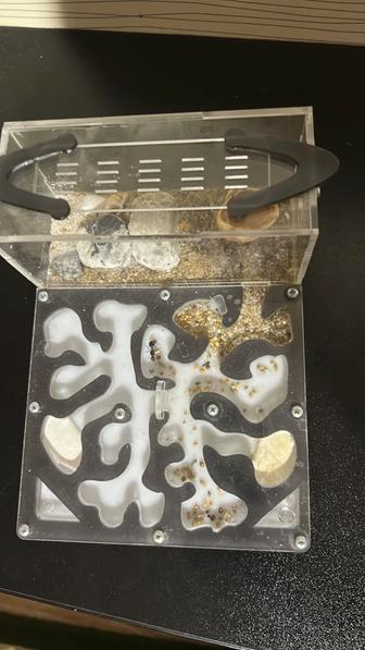 Муравьиная ферма