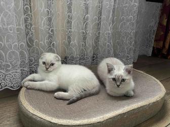 Продам когтеточку-лежанку для кошек, новая