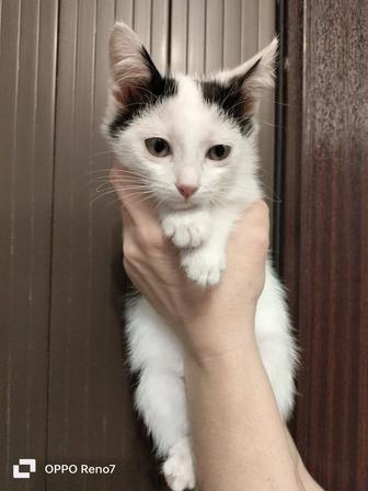 Котенок -девочка ищет дом
