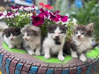 Котята вислоухие породистые