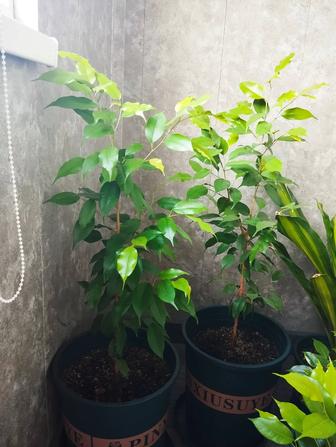 Фикус бенджамина