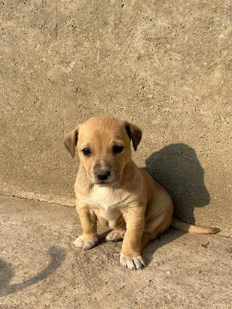 Отдам щенят в добрые руки.