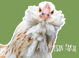 Инкубационные яйца породные куры из России под заказ, доставка РК