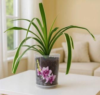 Комнатное растение хлорофитум, высота вместе с горшком 25 см.