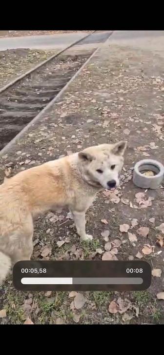 Щенки и собака акита ину( щенки полу породистые)