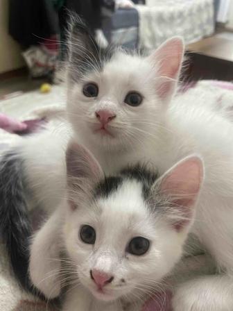 Котята в хорошие руки