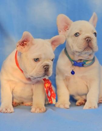 Продаются щенки французского бульдога в редких окрасах