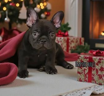 Продаются щенки французского бульдога в редких окрасах