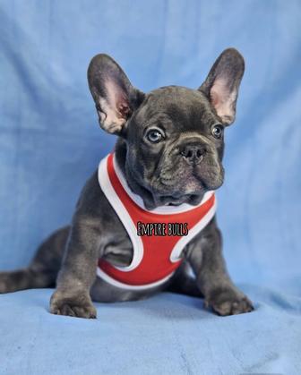 Продаются щенки французского бульдога в редких окрасах