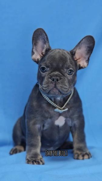 Продаются щенки французского бульдога в редких окрасах