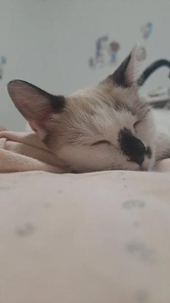 Отдам в хорошие руки без мальенких детей