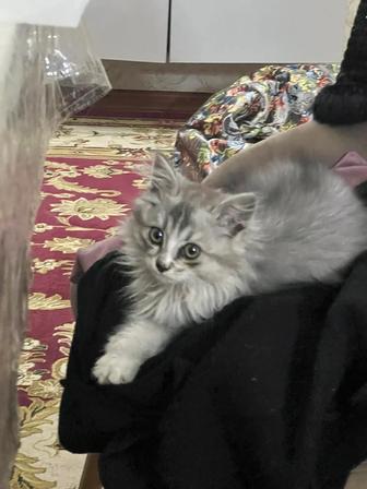 Котенок