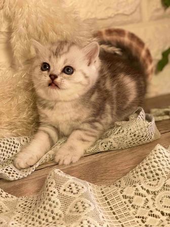Клубные шотландские котята