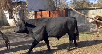 Продается скот 31 голова была