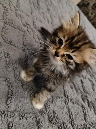 Кошки