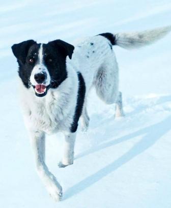 Собака в добрые руки