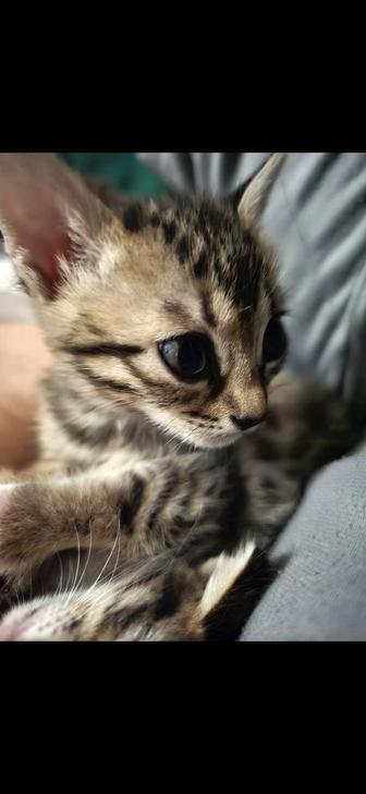 Котенок Бенгал, 2 мес, мальчик