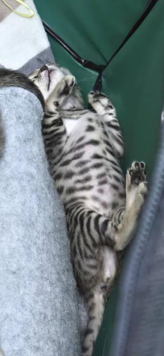 Котенок Бенгал, 2 мес, мальчик