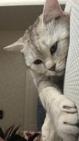 Кошка