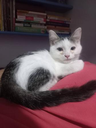 Котенок мальчик в добрые руки