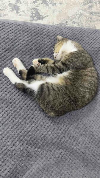 Кошка