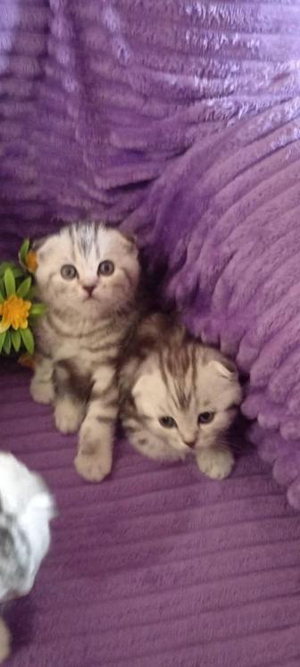 Продам Вислоухого котика scottish fold с родословной.поставлена прививка.