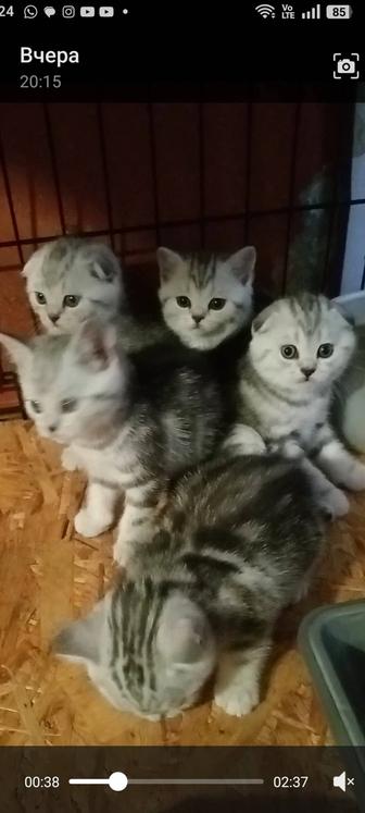 Продам Вислоухого котика scottish fold с родословной.поставлена прививка.