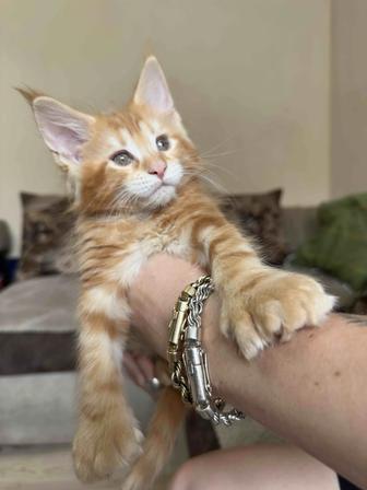 Продается котенок Мейнкун