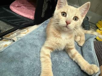 Бесплатно отдам котенка