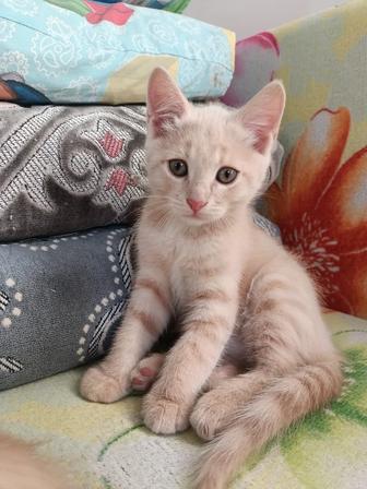 Бесплатно отдам котенка
