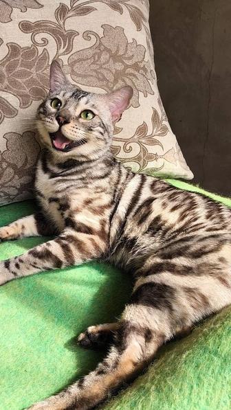 Бенгальский КОТИК - серебро окрас