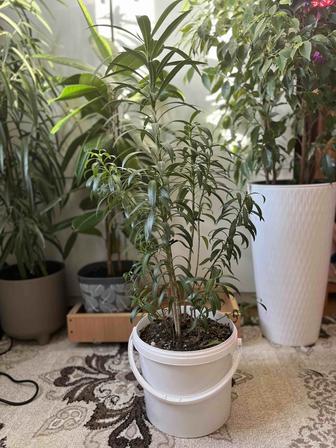 Олеандр комнатное растение