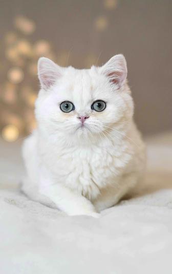 Британская серебристая шиншилла